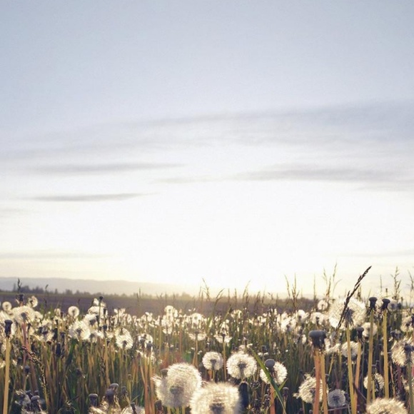 Meet your Posher, Serenity - Picture 1 of 1